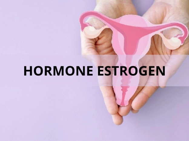 estrogen là gì